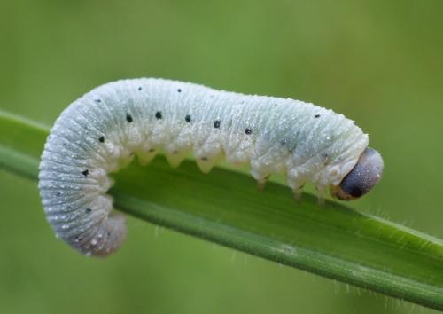 Emphytus truncatus